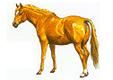 cavall