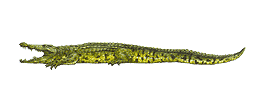 cocodril