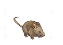 ratolí