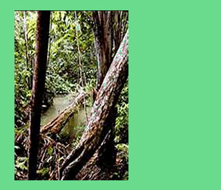 Un rincón de la selva ecuatoriana