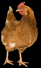 Nombre de gallines